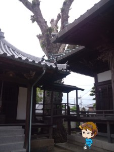 引摂寺のイチョウの巨木