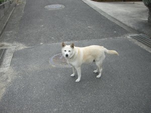 津名港で見た放し飼いの犬