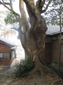 岩屋八幡神社のクスノキ　３