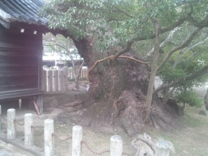 洲本八幡神社のクスノキの巨木