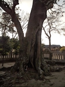 十一神社の巨木