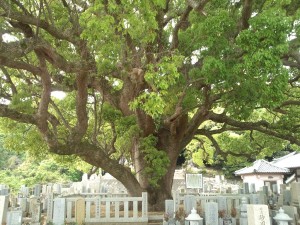 妙勝寺の大くすの木
