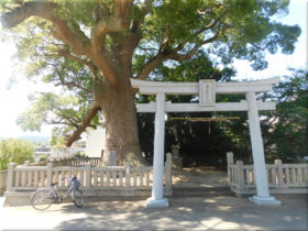 志筑別神社　クスノキの巨木 2