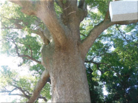 志筑別神社　クスノキの巨木 4