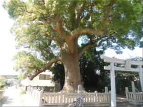 志筑別神社　クスノキの巨木 3