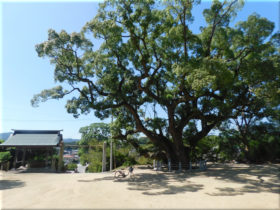 志筑神社　クスノキの巨木 1
