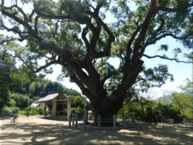 志筑神社　クスノキの巨木 2