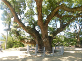 志筑神社　クスノキの巨木 3