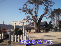 wiki 淡路島の巨木